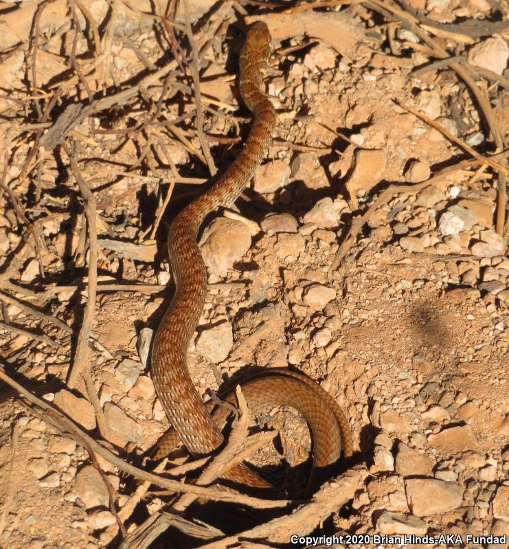 Red Racer (Coluber flagellum piceus)