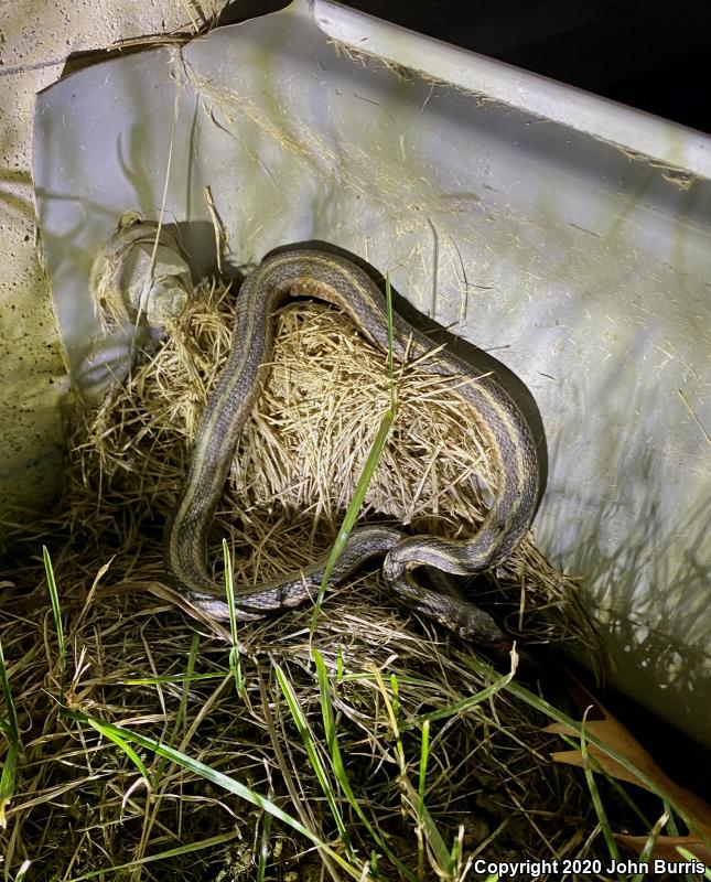 Chicago Gartersnake (Thamnophis sirtalis semifasciatus)