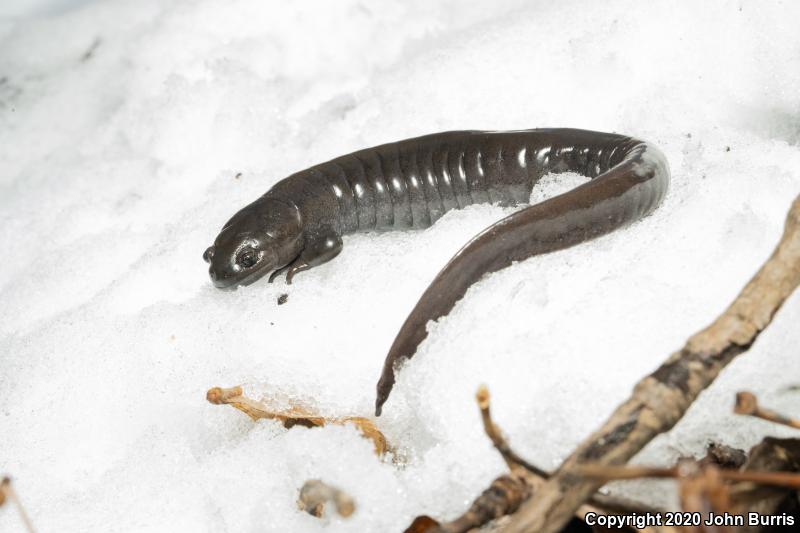 Small-mouthed Salamander (Ambystoma texanum)