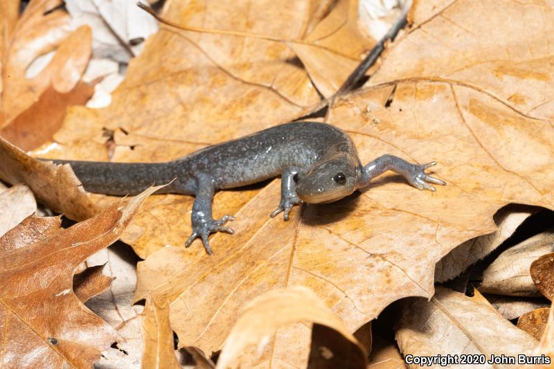 Jefferson Salamander (Ambystoma jeffersonianum)