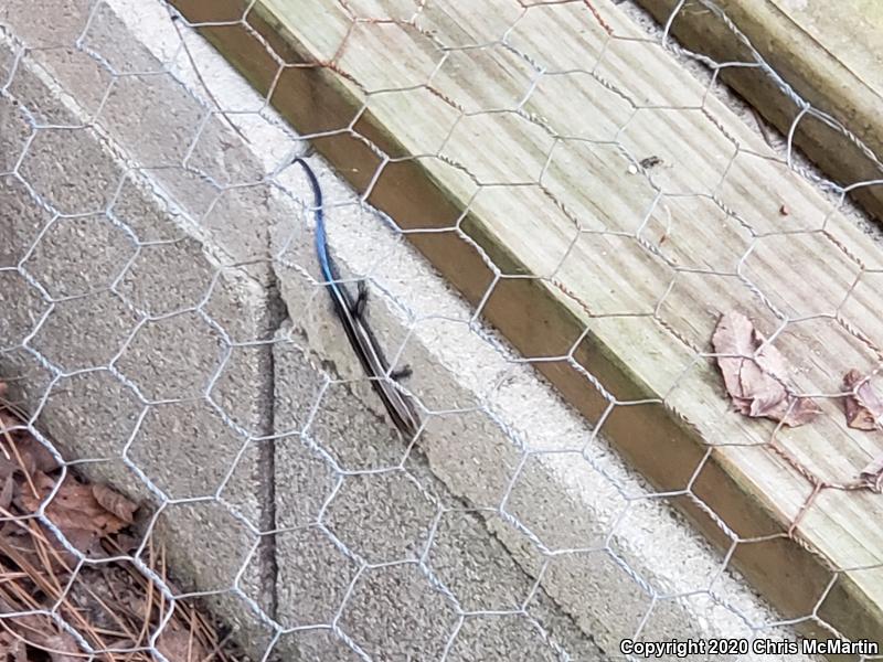 Broadhead Skink (Plestiodon laticeps)