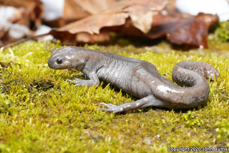 Streamside Salamander (Ambystoma barbouri)