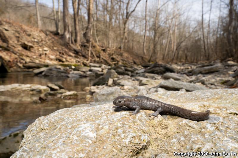 Streamside Salamander (Ambystoma barbouri)