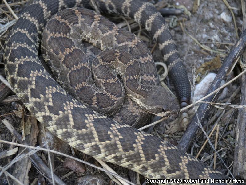 Southern Pacific Rattlesnake (Crotalus oreganus helleri)