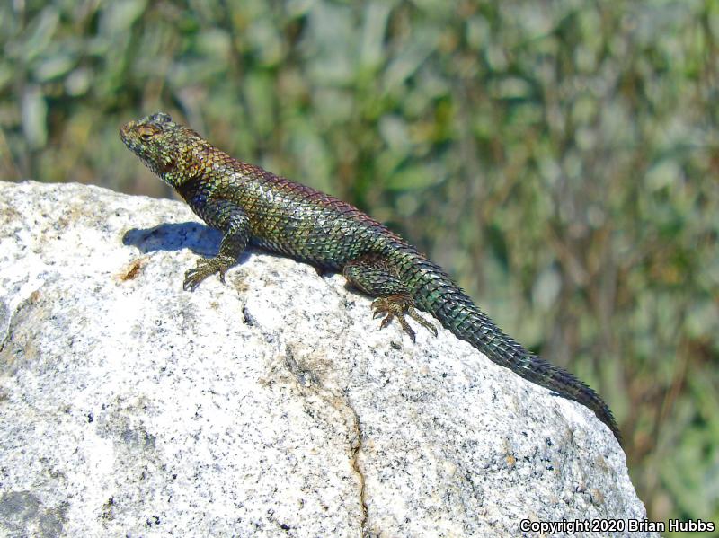 Granite Spiny Lizard (Sceloporus orcutti)