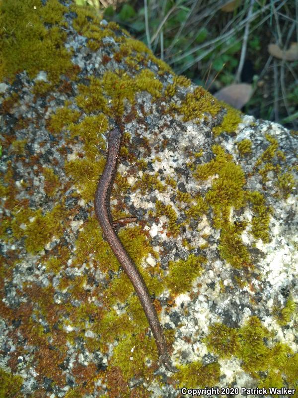 Gregarious Slender Salamander (Batrachoseps gregarius)