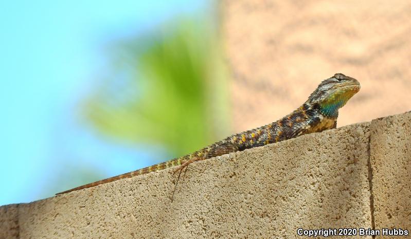 Purple-backed Spiny Lizard (Sceloporus magister magister)