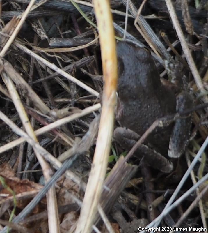 Sierran Treefrog (Pseudacris sierra)