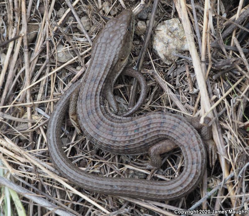 California Alligator Lizard (Elgaria multicarinata multicarinata)