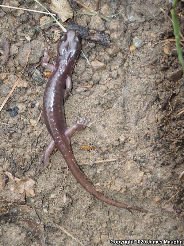 Arboreal Salamander (Aneides lugubris)