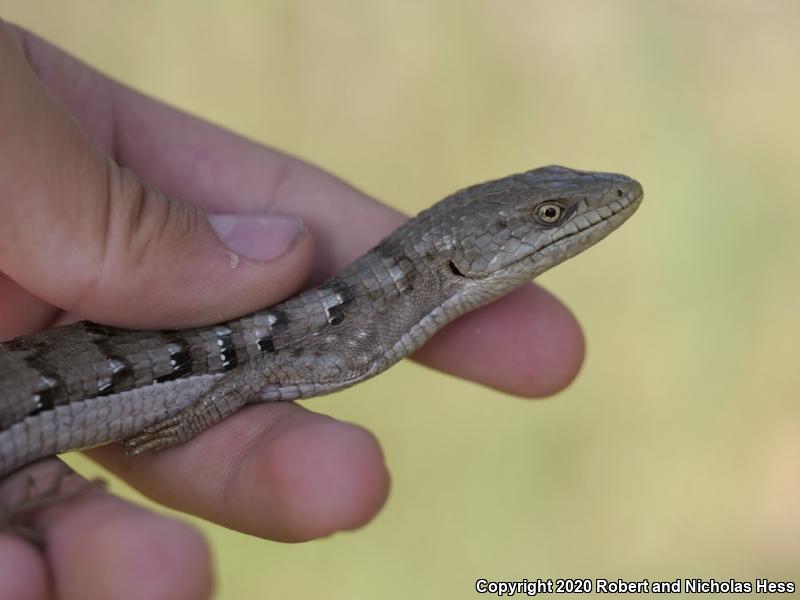 San Diego Alligator Lizard (Elgaria multicarinata webbii)