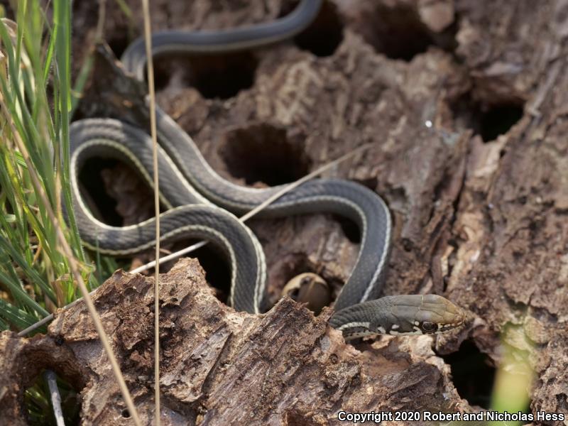 California Striped Racer (Coluber lateralis lateralis)