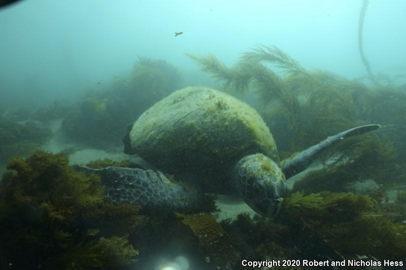 Green Sea Turtle (Chelonia mydas)