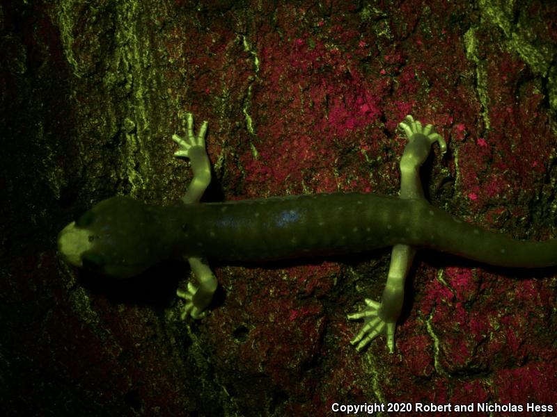 Arboreal Salamander (Aneides lugubris)