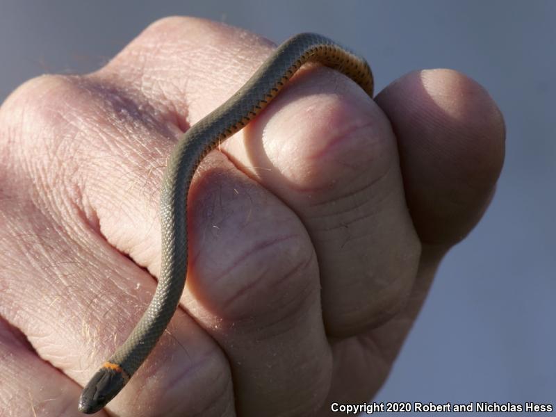 San Bernardino Ring-necked Snake (Diadophis punctatus modestus)