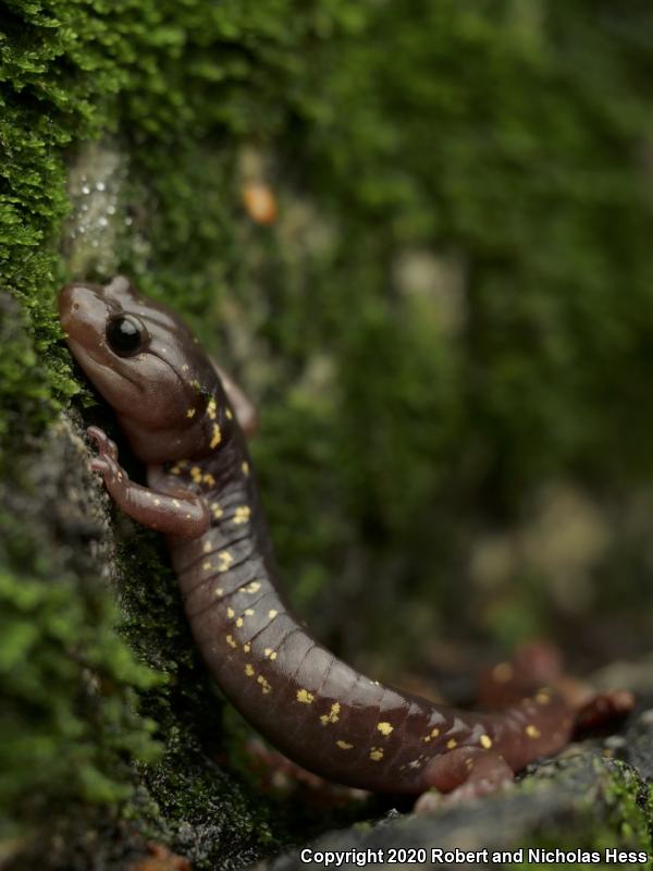 Arboreal Salamander (Aneides lugubris)