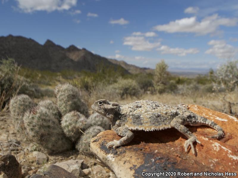 Southern Desert Horned Lizard (Phrynosoma platyrhinos calidiarum)