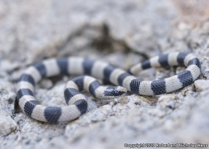 Variable Groundsnake (Sonora semiannulata semiannulata)