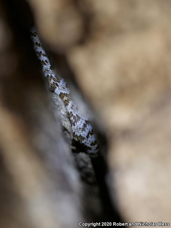 Baja California Lyresnake (Trimorphodon biscutatus lyrophanes)