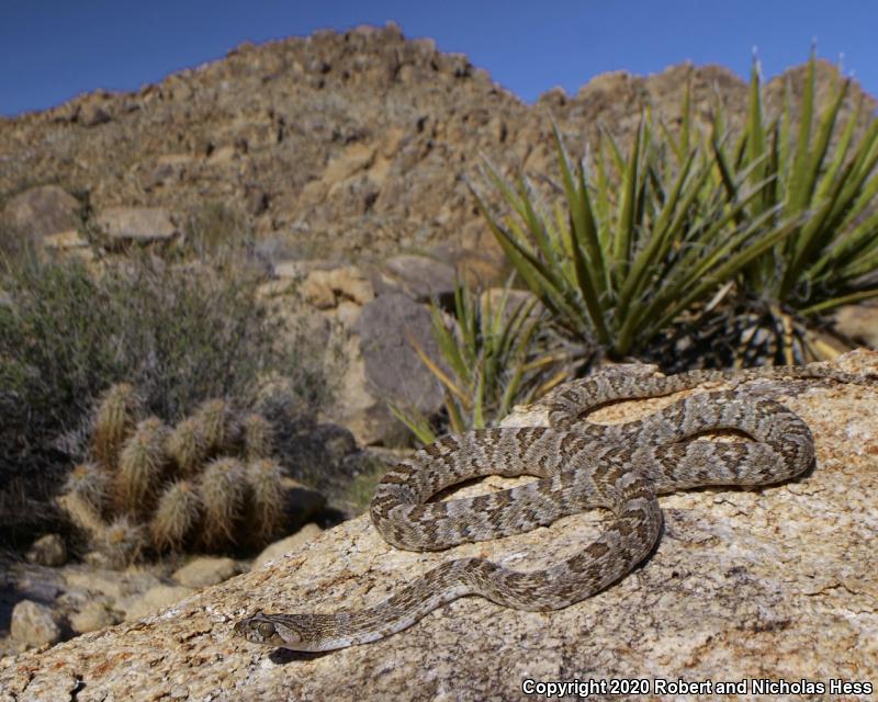 Baja California Lyresnake (Trimorphodon biscutatus lyrophanes)