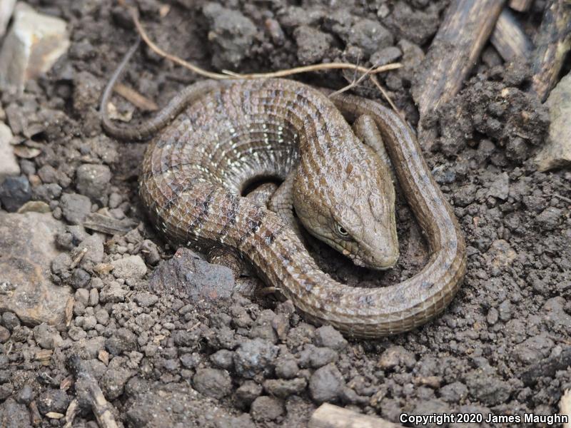 California Alligator Lizard (Elgaria multicarinata multicarinata)