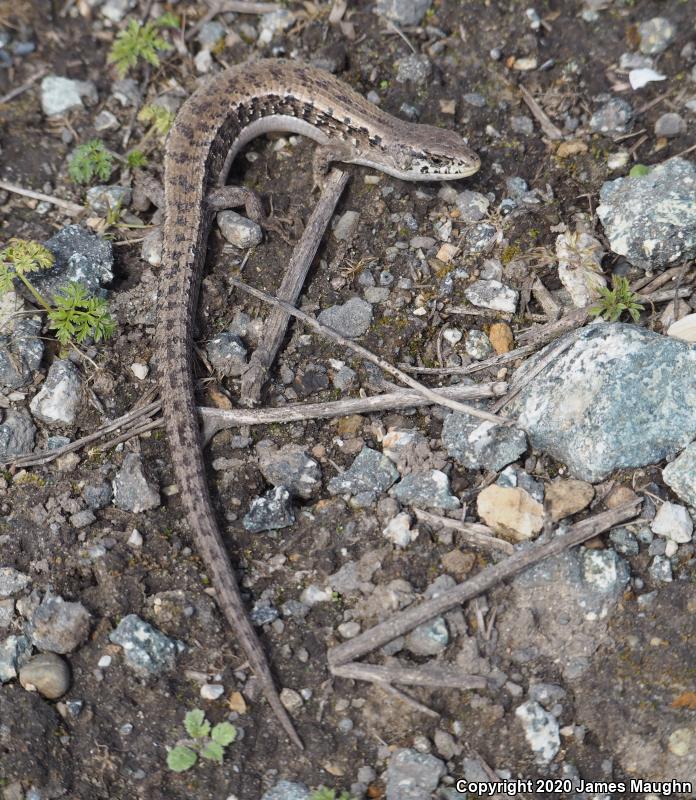 San Francisco Alligator Lizard (Elgaria coerulea coerulea)