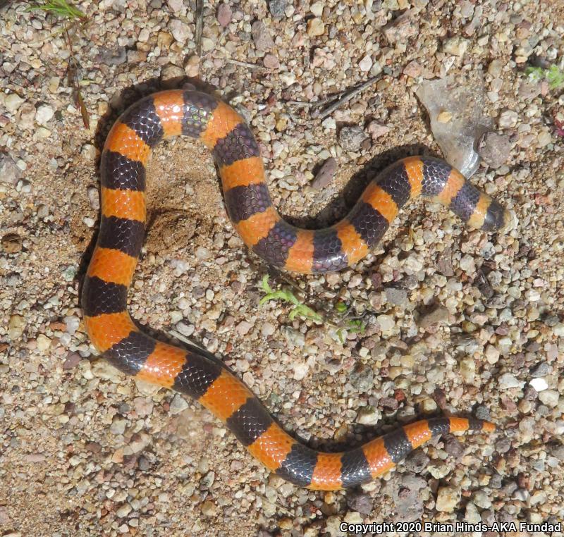 Variable Sandsnake (Chilomeniscus stramineus)