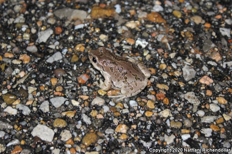 Strecker's Chorus Frog (Pseudacris streckeri)