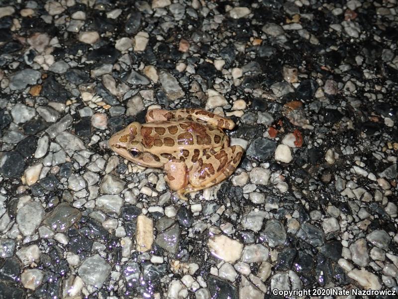 Pickerel Frog (Lithobates palustris)