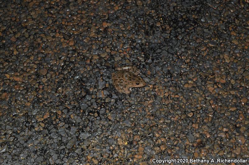 Plains Leopard Frog (Lithobates blairi)