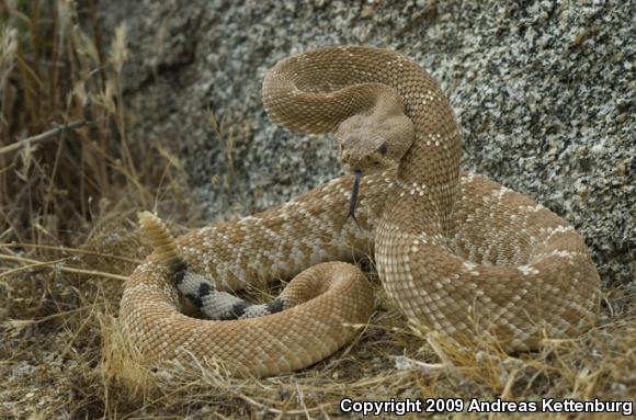 Red Diamond Rattlesnake (Crotalus ruber ruber)