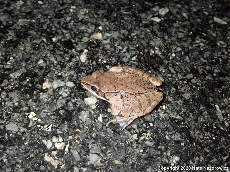 Wood Frog (Lithobates sylvaticus)