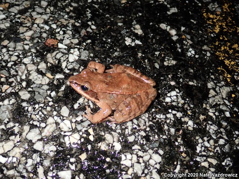 Wood Frog (Lithobates sylvaticus)