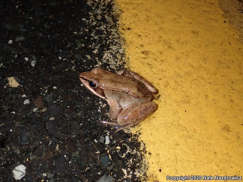 Wood Frog (Lithobates sylvaticus)