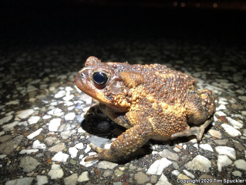 Eastern American Toad (Anaxyrus americanus americanus)