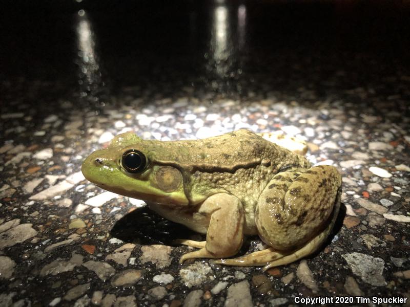 Northern Green Frog (Lithobates clamitans melanota)