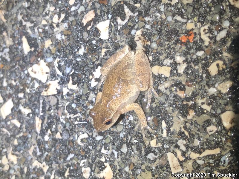 Spring Peeper (Pseudacris crucifer)