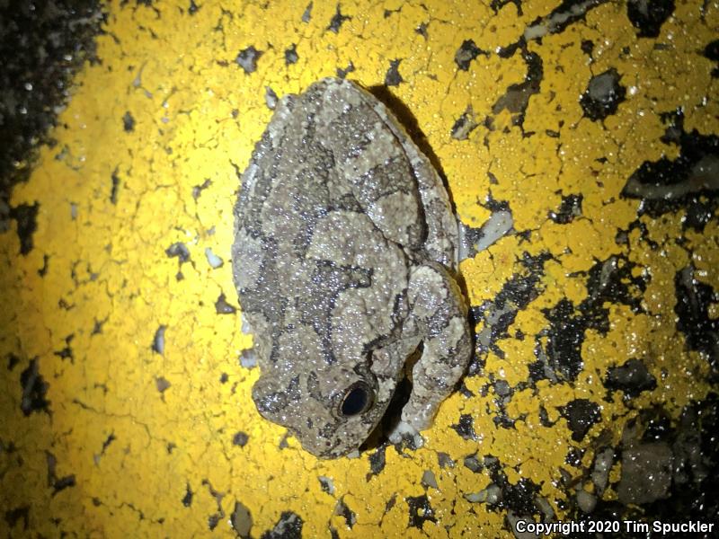 Gray Treefrog (Hyla versicolor)