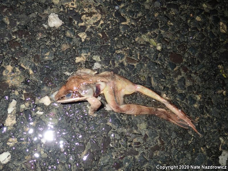 Wood Frog (Lithobates sylvaticus)