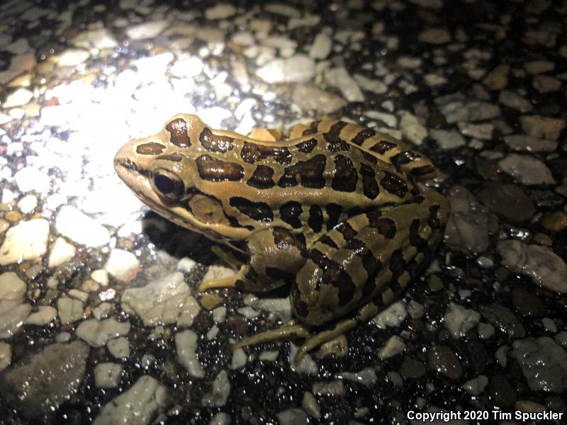 Pickerel Frog (Lithobates palustris)