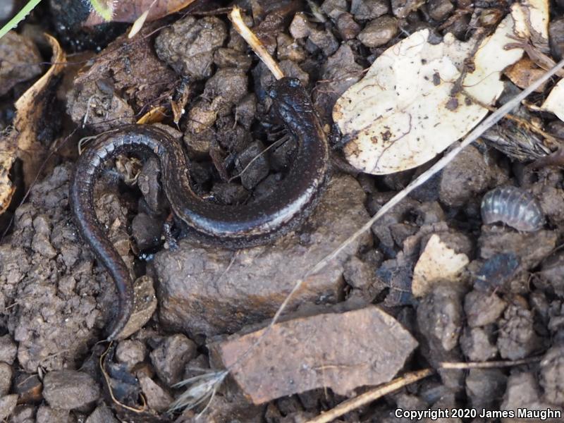 California Slender Salamander (Batrachoseps attenuatus)