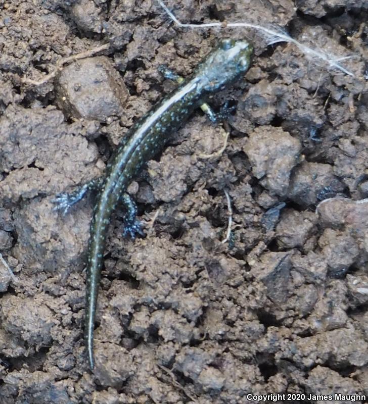 Santa Cruz Black Salamander (Aneides flavipunctatus niger)