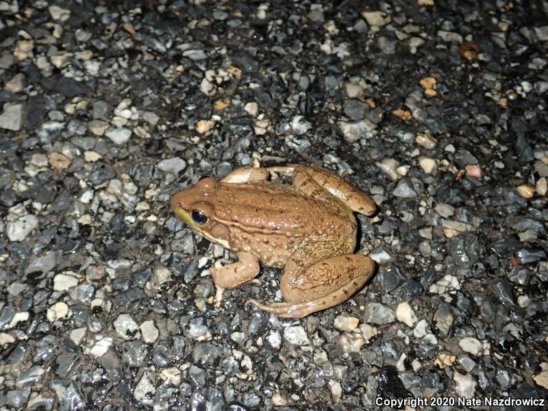 Green Frog (Lithobates clamitans)