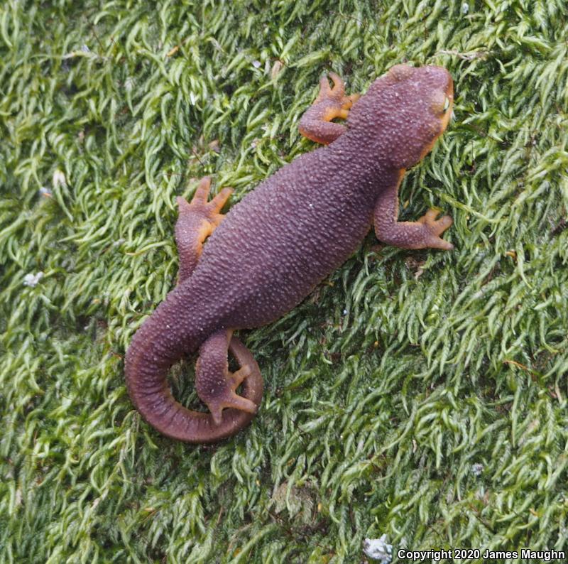 California Newt (Taricha torosa)