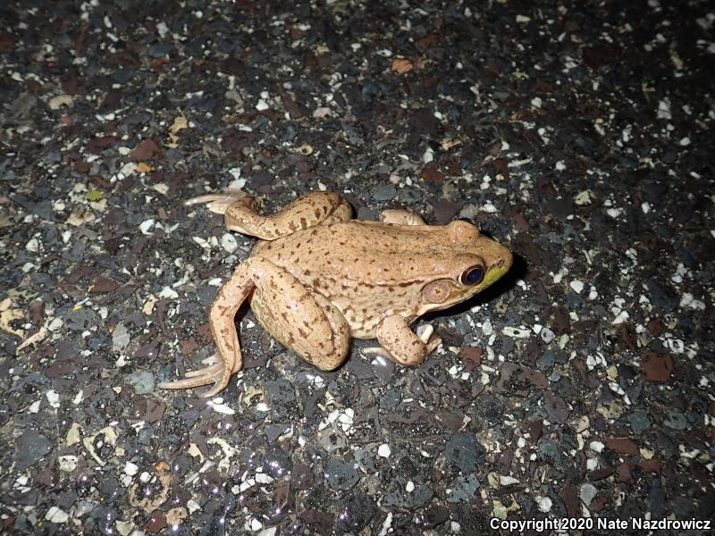 Green Frog (Lithobates clamitans)