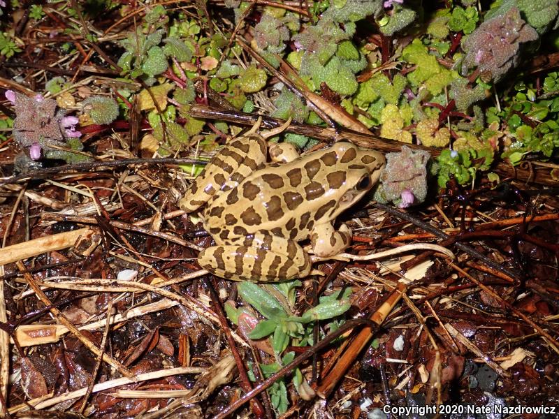 Pickerel Frog (Lithobates palustris)