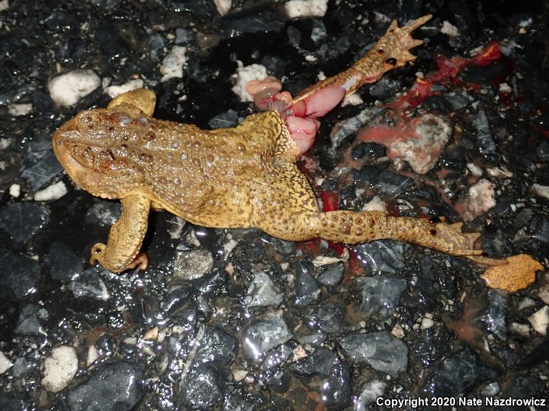 Eastern American Toad (Anaxyrus americanus americanus)