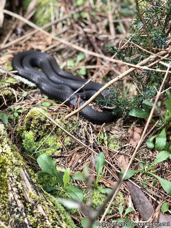 North American Racer (Coluber constrictor)