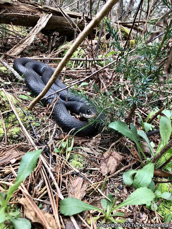 North American Racer (Coluber constrictor)