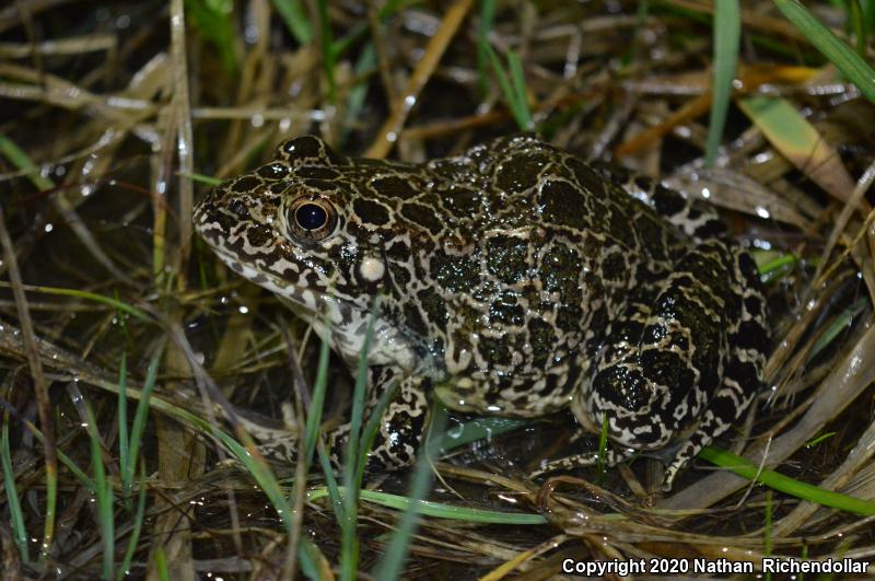 Northern Crawfish Frog (Lithobates areolatus circulosus)